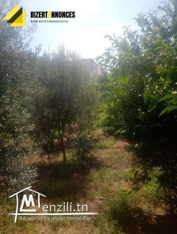 لبيع فيرمة جميلة جدا في العريب بنزرت