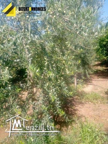 لبيع فيرمة جميلة جدا في العريب بنزرت