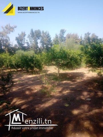 لبيع فيرمة جميلة جدا في العريب بنزرت