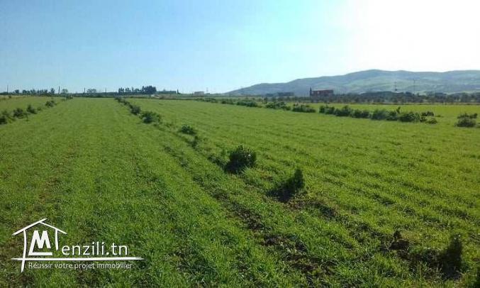 مطلوب أرض فلاحية