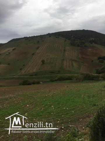 A vendre terrain agricole Bizerte Mateur