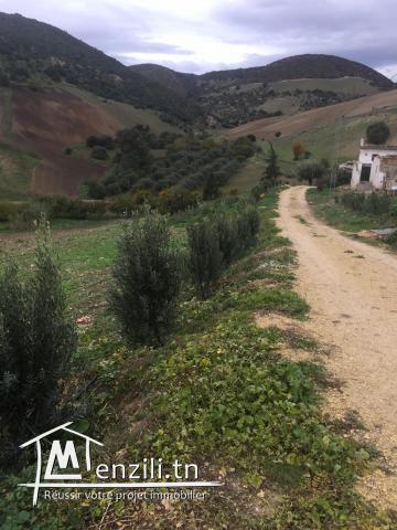 A vendre terrain agricole Bizerte Mateur
