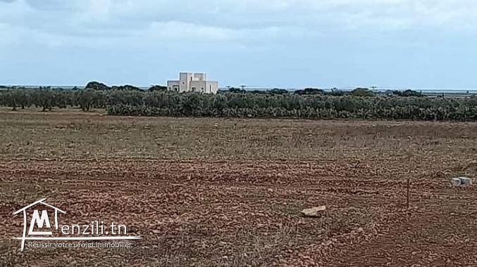 un  beau terrain  à hammamet sud