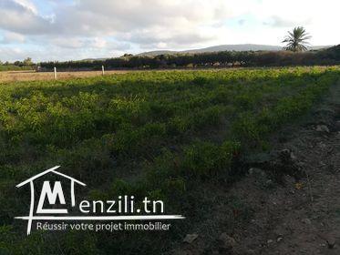 سانية فيها 5250 م2 صالحة لجميع الزراعات خاصة الزيتون