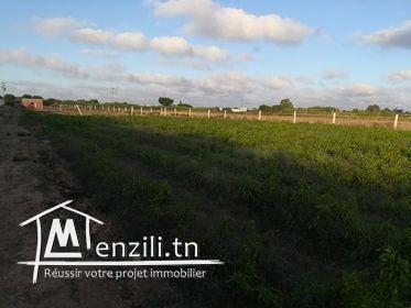 سانية فيها 5250 م2 صالحة لجميع الزراعات خاصة الزيتون