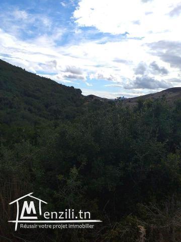 A vendre terrain agricole Bizerte Mateur Superficie: 44hectares