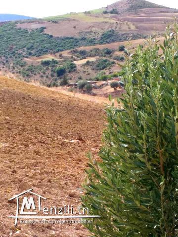 A vendre terrain agricole Bizerte Mateur Superficie: 44hectares