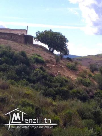 A vendre terrain agricole Bizerte Mateur Superficie: 44hectares
