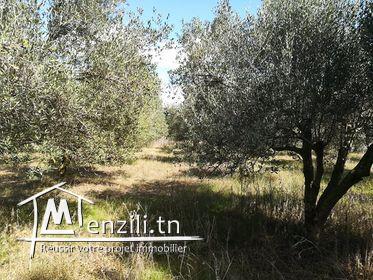 4 هكتارات للبيع في الهواريه