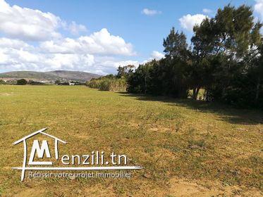 4 هكتارات للبيع في الهواريه