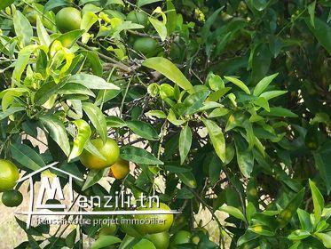 4 هكتارات للبيع في الهواريه