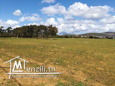 4 هكتارات للبيع في الهواريه