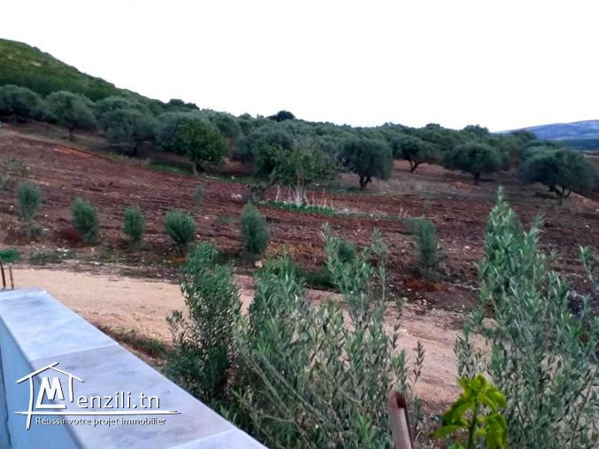 A vendre terrain agricole Bizerte Mateur Superficie: 44hectares 54809728
