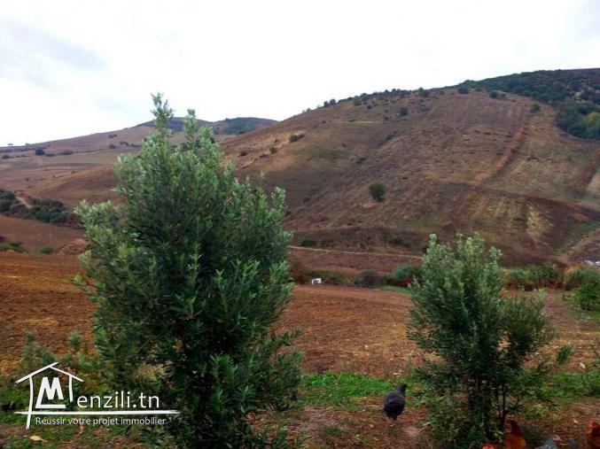 A vendre terrain agricole Bizerte Mateur Superficie: 44hectares 54809728