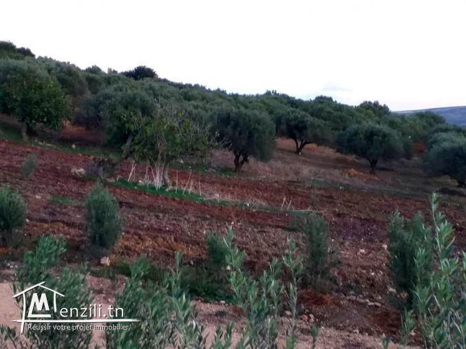 A vendre terrain agricole Bizerte Mateur Superficie: 44hectares 54809728