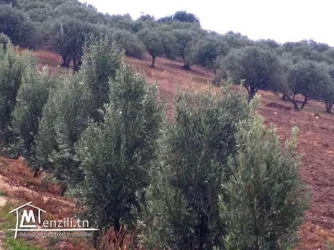 A vendre terrain agricole Bizerte Mateur Superficie: 44hectares 54809728