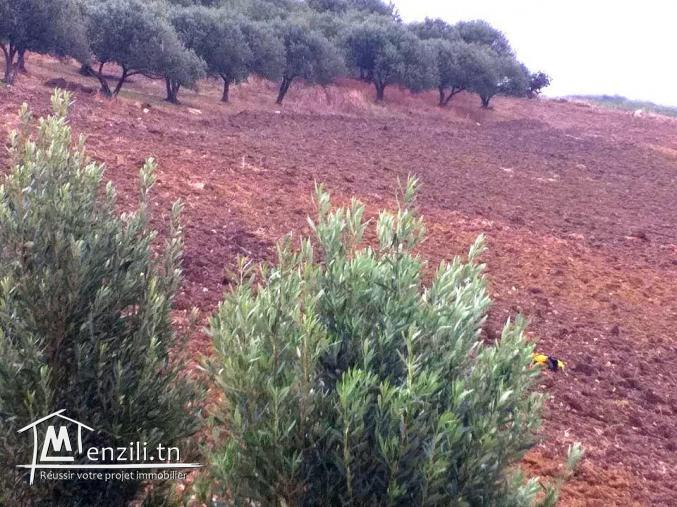 A vendre terrain agricole Bizerte Mateur Superficie: 44hectares 54809728