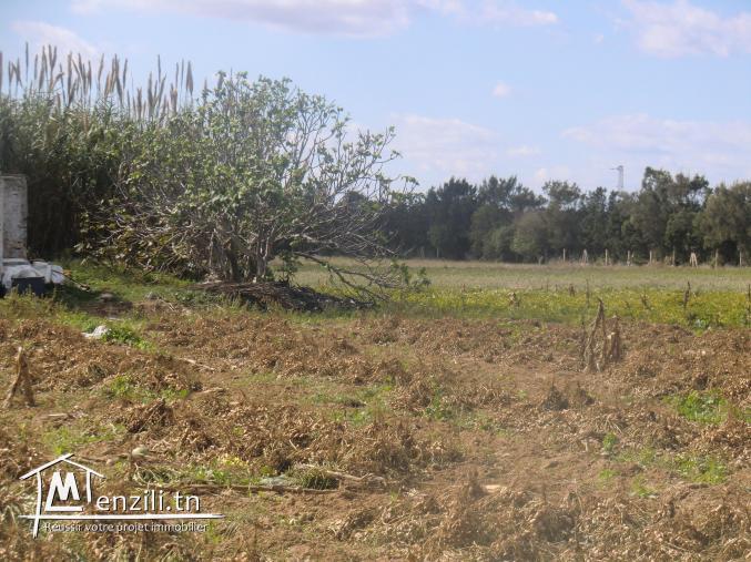 11200m² terrain dar allouch soned+electricité