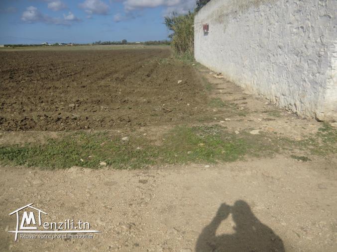 4000m² terrain dar allouch seuelement 50000dt