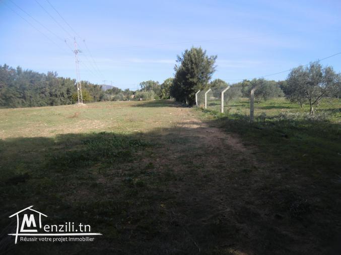 هكتار للبيع بدار علوش