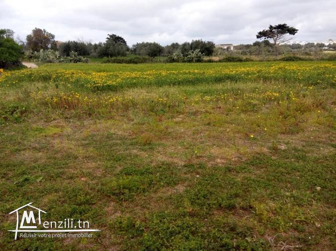 terrain kélibia 3in grinz 55002405