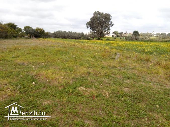 terrain kélibia 3in grinz 55002405