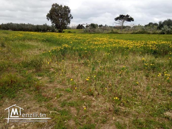 terrain kélibia 3in grinz 55002405