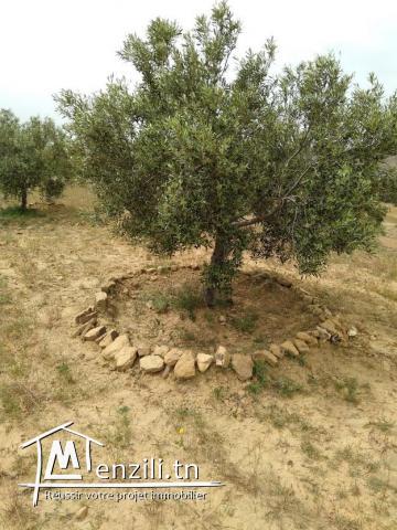 SENIA à Vendre : Occasion en or et à ne pas rater 3,5 Hectares à 70 Milles D