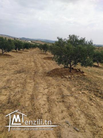 SENIA à Vendre : Occasion en or et à ne pas rater 3,5 Hectares à 70 Milles D