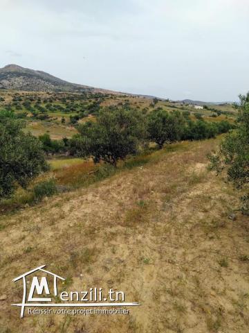 SENIA à Vendre : Occasion en or et à ne pas rater 3,5 Hectares à 70 Milles D