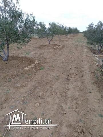 SENIA à Vendre : Occasion en or et à ne pas rater 3,5 Hectares à 70 Milles D