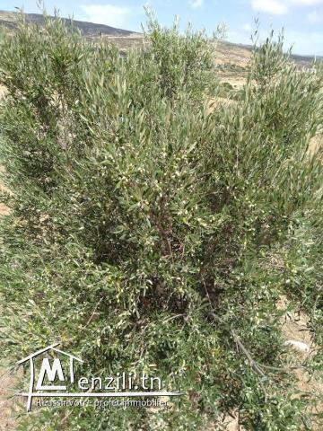 SENIA à Vendre : Occasion en or et à ne pas rater 3,5 Hectares à 70 Milles D