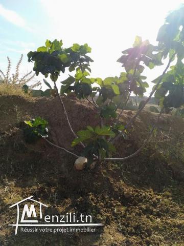 SENIA à Vendre : Occasion en or et à ne pas rater 3,5 Hectares à 70 Milles D