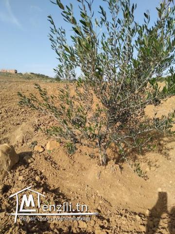 SENIA à Vendre : Occasion en or et à ne pas rater 3,5 Hectares à 70 Milles D