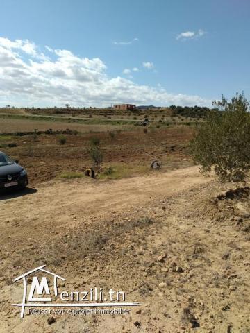 SENIA à Vendre : Occasion en or et à ne pas rater 3,5 Hectares à 70 Milles D