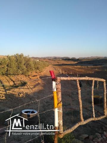 SENIA à Vendre : Occasion en or et à ne pas rater 3,5 Hectares à 70 Milles D