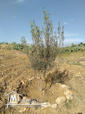 SENIA à Vendre : Occasion en or et à ne pas rater 3,5 Hectares à 70 Milles D