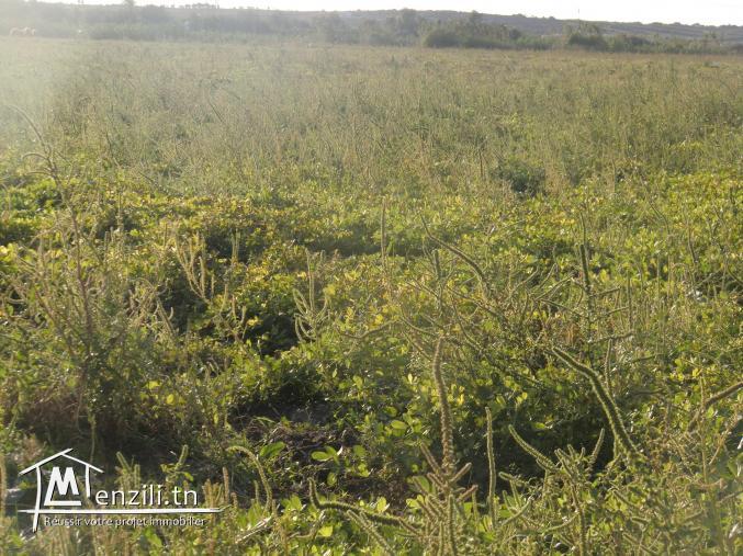 une grande ferme bien équipé avec une grande villa bien equipés