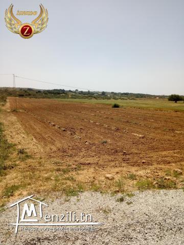 فرصة من ذهب مع "زينة إيمو"