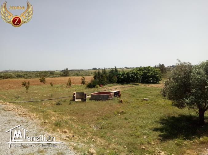 فرصة من ذهب مع "زينة إيمو"