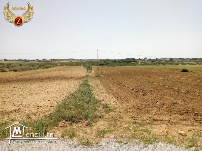 فرصة من ذهب مع "زينة إيمو"