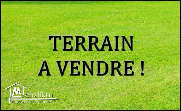 terrain dar 3alouch kélibia 6 hictare 300malyoun