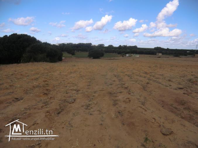 3HECTARS a vendre seulement a 150 000 dt