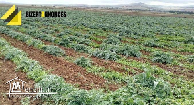 لبيع أرض فلاحية في عين غلال أوتيك