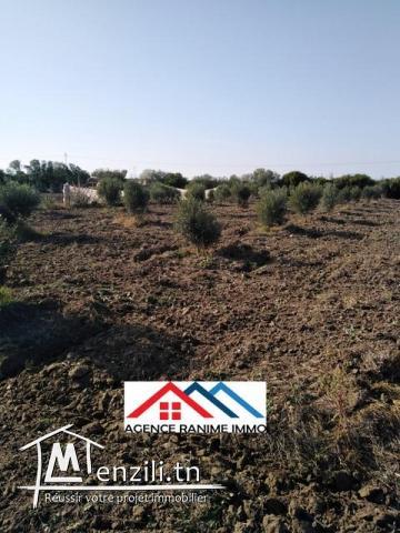 Petite ferme de 1 hect+2000m2 a el haouaria cap bon