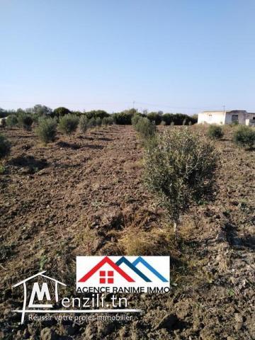Petite ferme de 1 hect+2000m2 a el haouaria cap bon