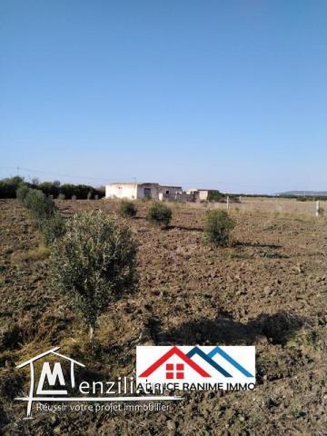 Petite ferme de 1 hect+2000m2 a el haouaria cap bon