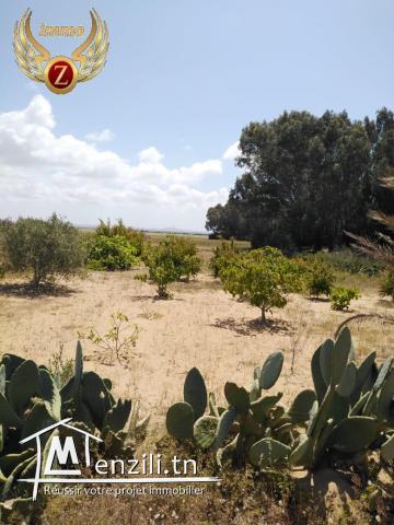 للبيع قطعة أرض في الهوارية مساحتها 60.000 م²