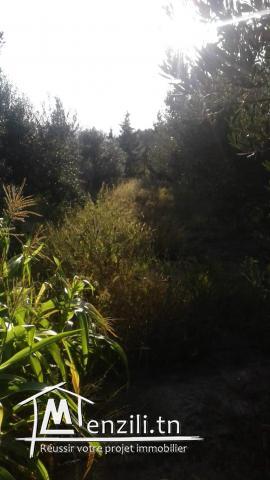 Hectare à Fondouk Ejdid