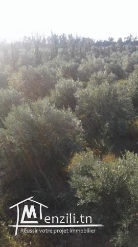 Hectare à Fondouk Ejdid